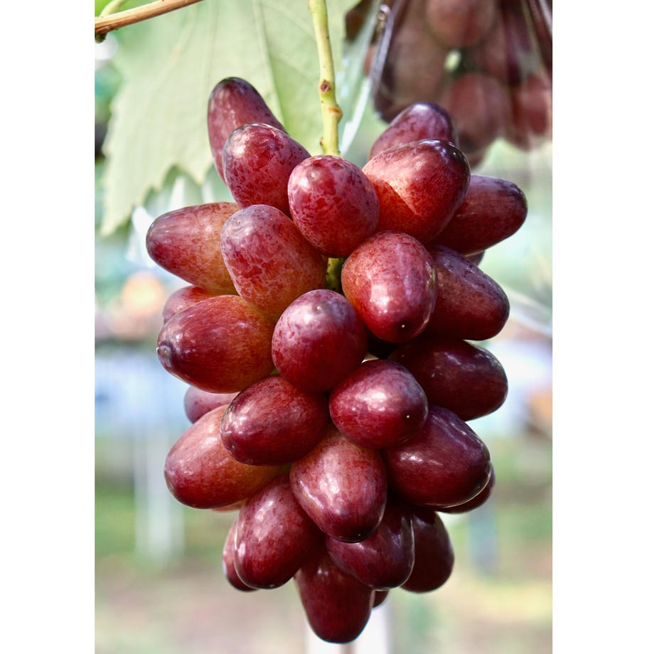 Fresh Organic Green Globe Grapes Fruit Fresh Price Shine Muscat