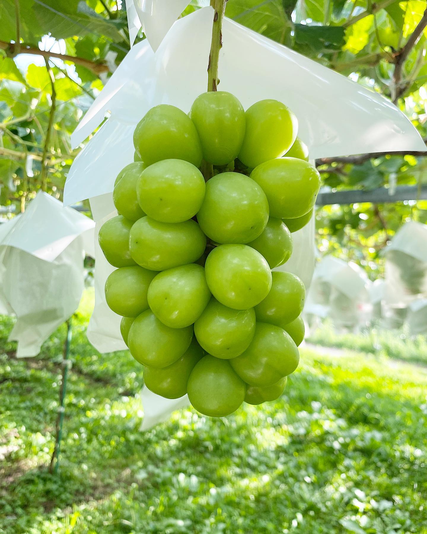 Fresh Organic Green Globe Grapes Fruit Fresh Price Shine Muscat