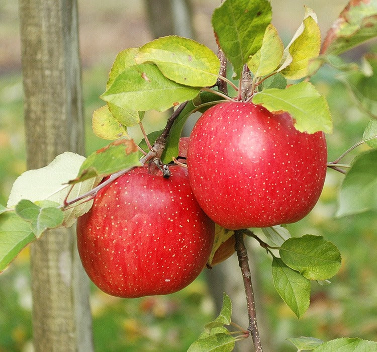 Leaf Sun Fuji Apple