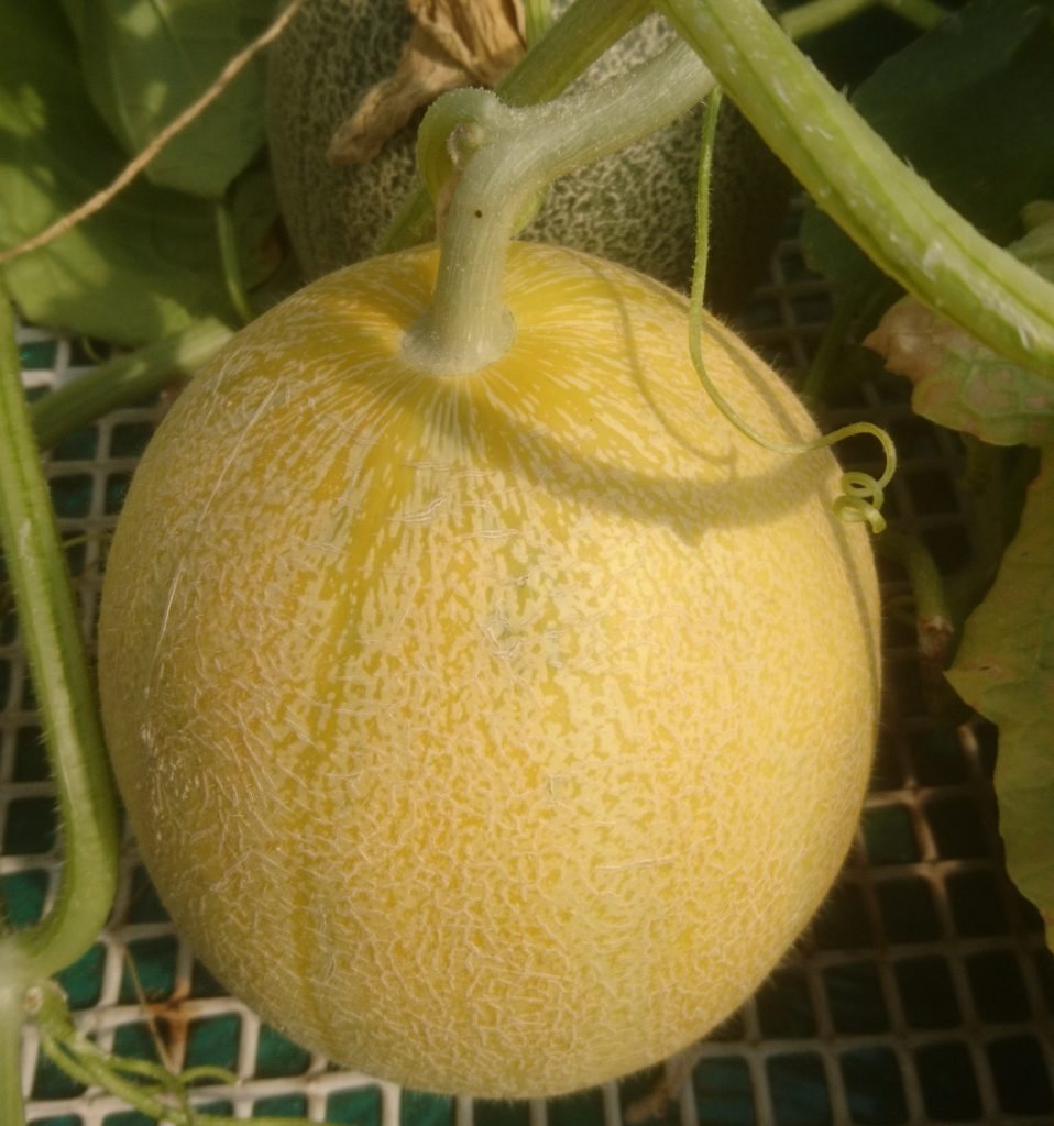 Yuka Melon