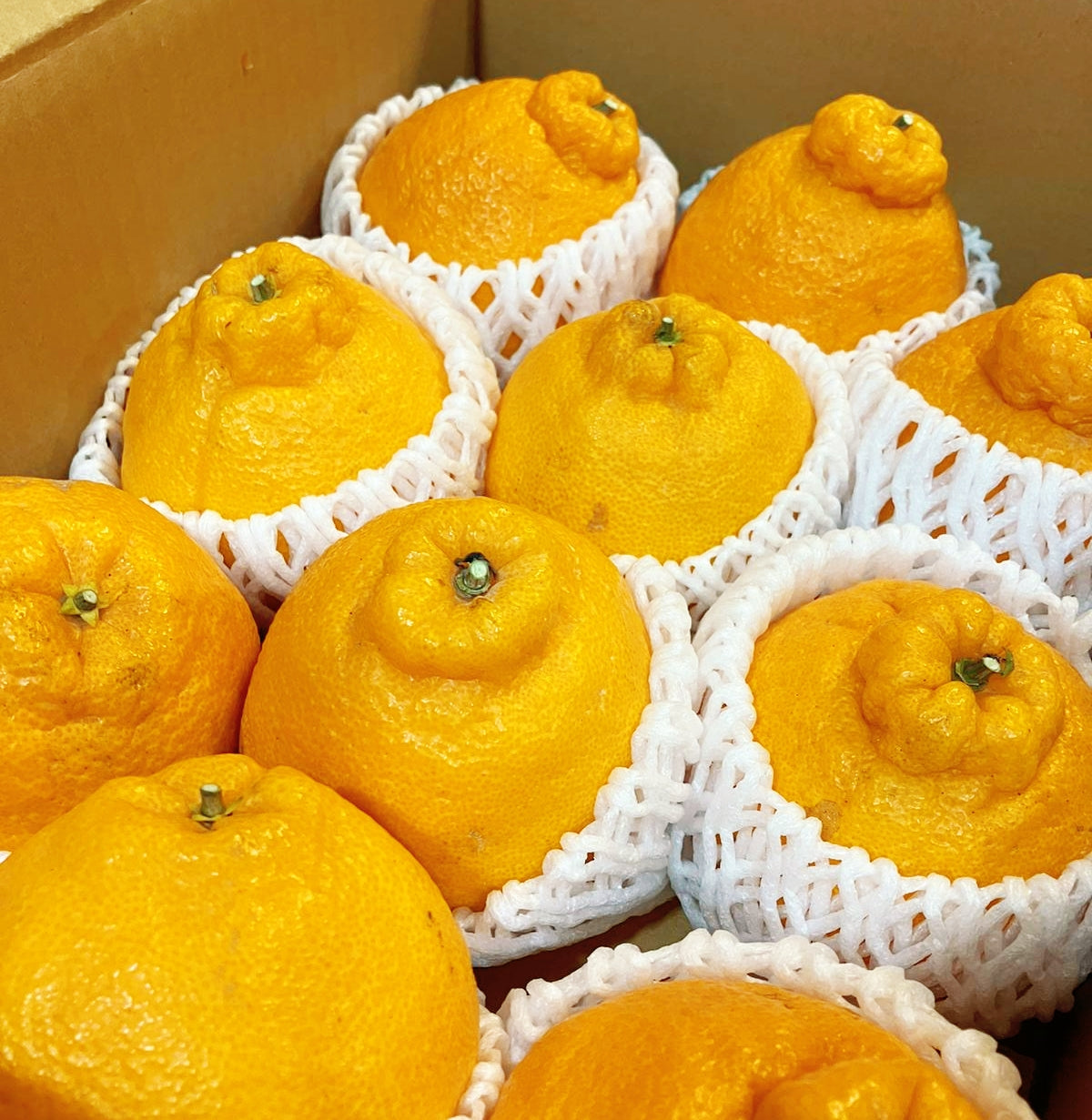 Satsuma Shiranui / Dekopon