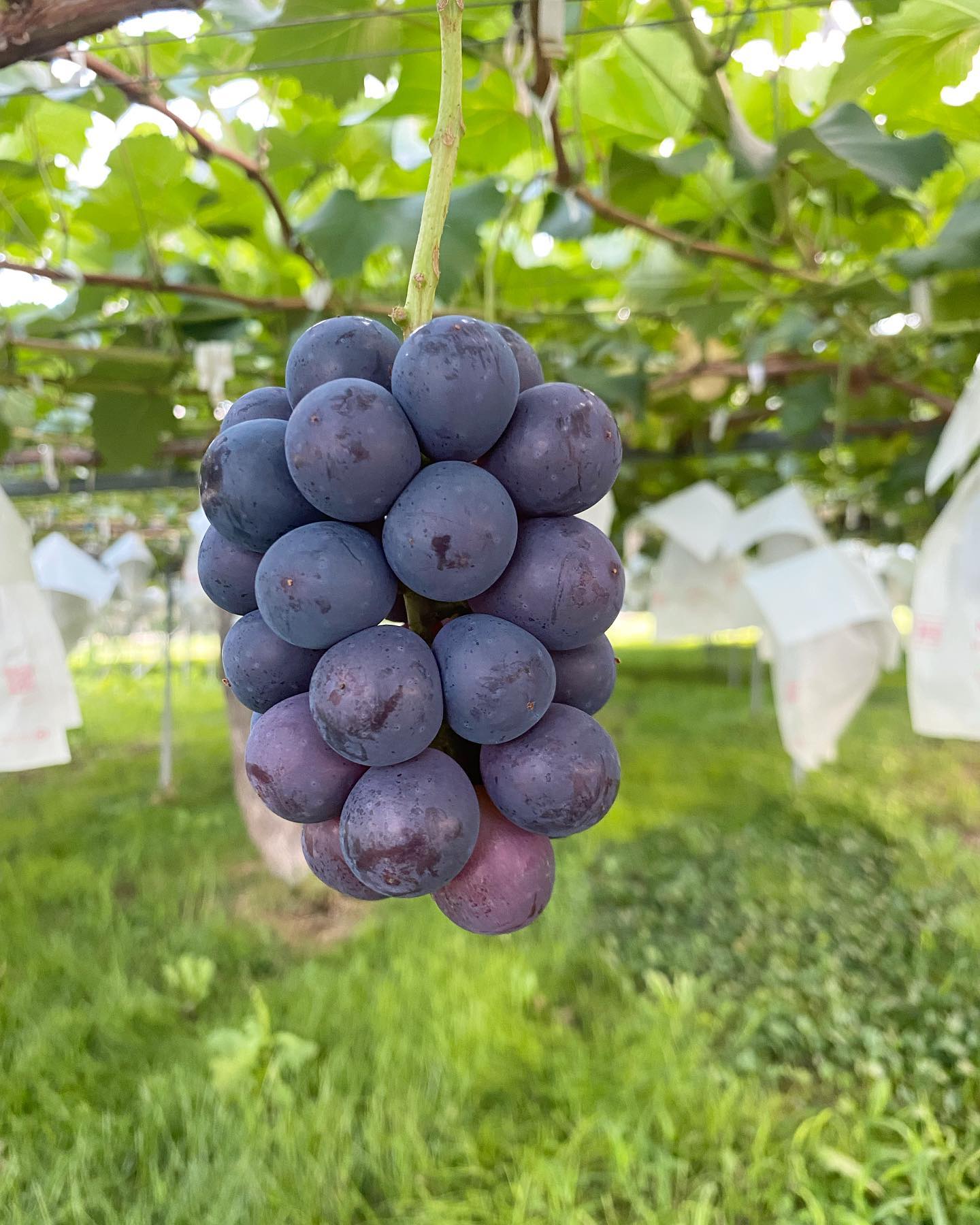 Nagano Purple Grapes