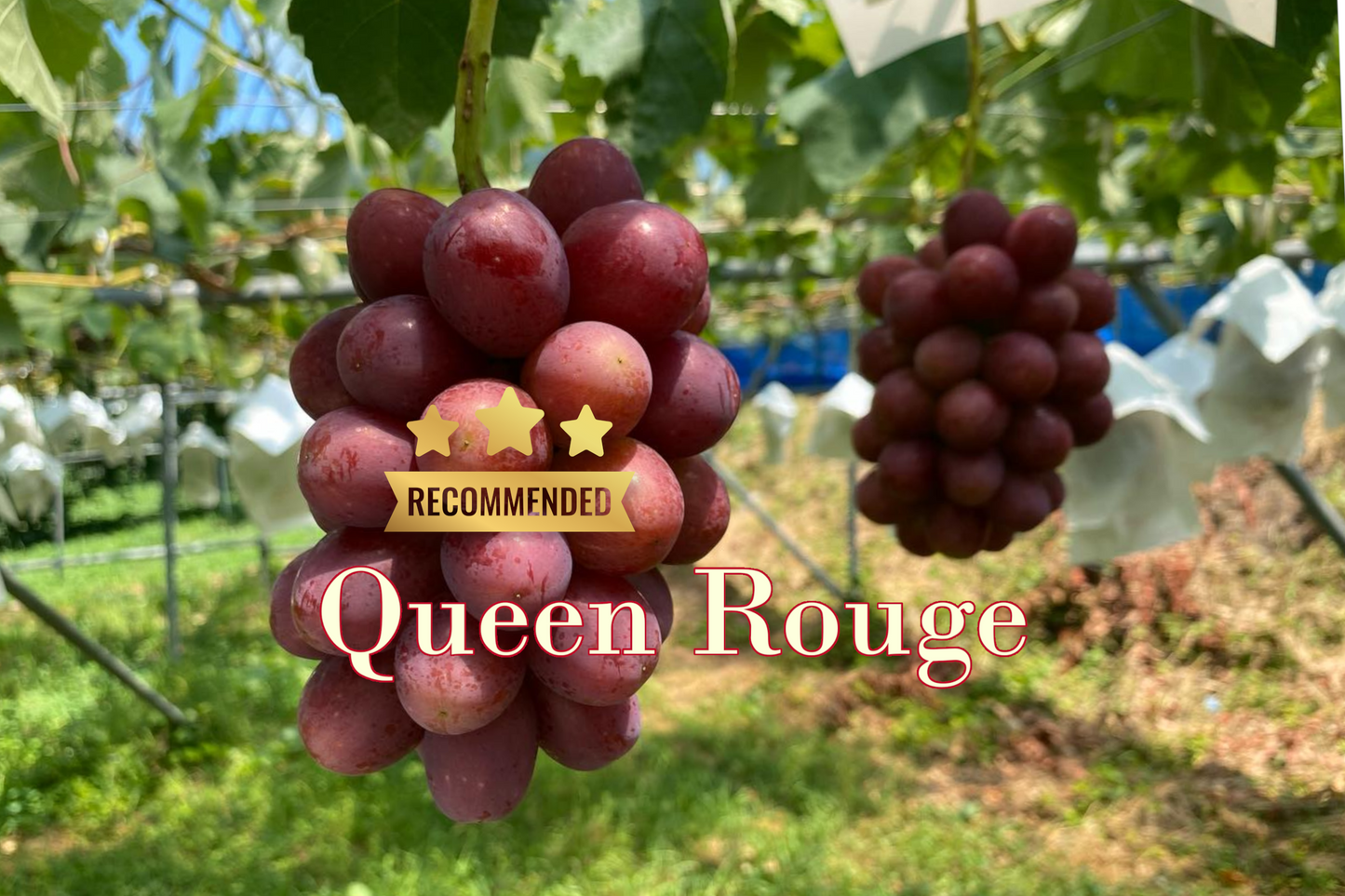 Premium Queen Rouge