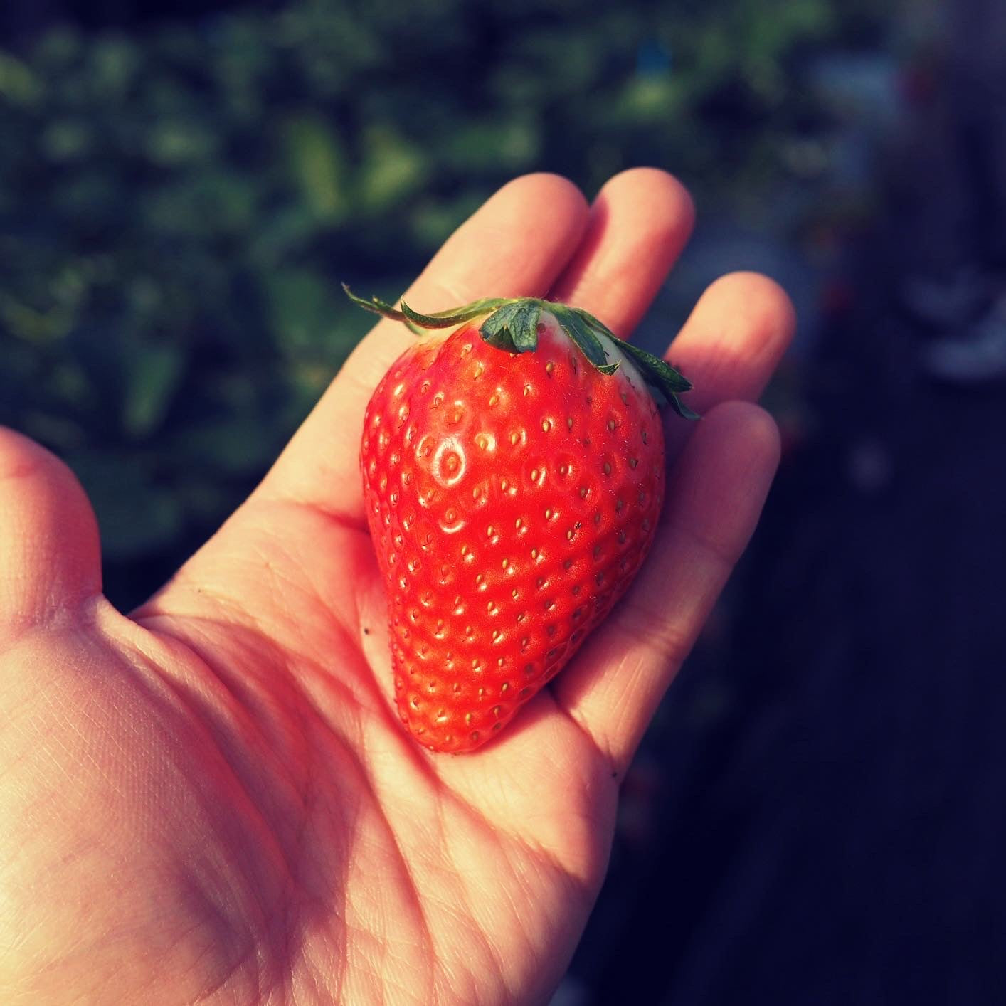 Skyberry Ichigo (Strawberries)