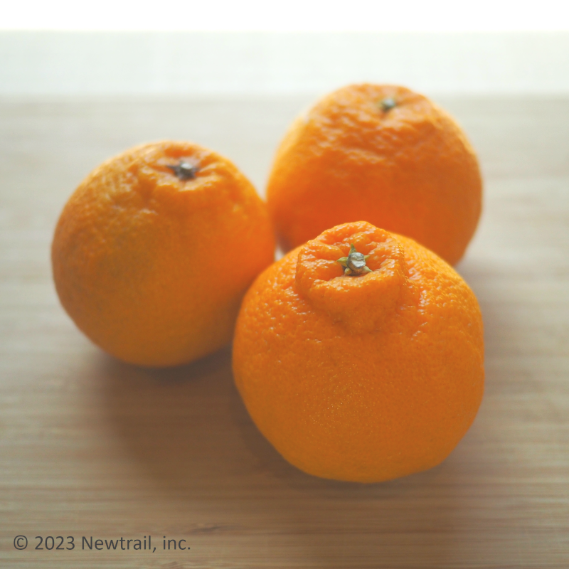 Deep Aged Shiranui Orange "Kuradashi Shiranui"