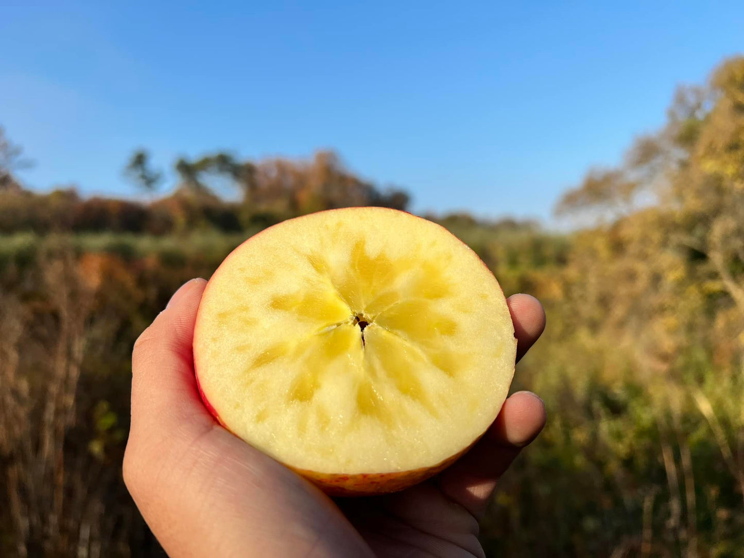 Fuji Apple – FRUITZBOI