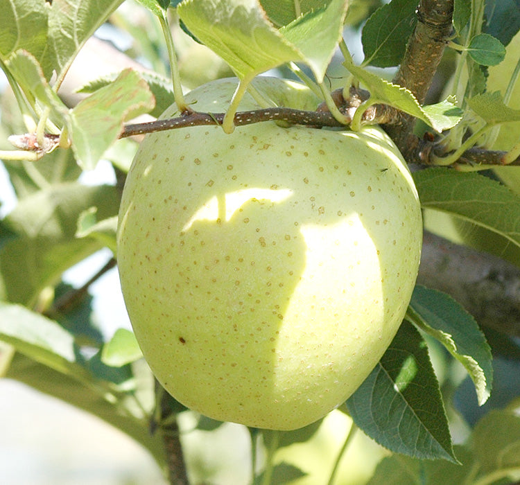 OURIN Apple (Home Grade)