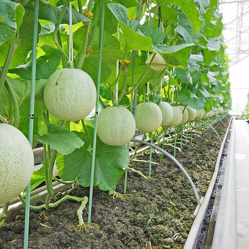 Shizuoka Musk Melon [Greenhouse-grown]