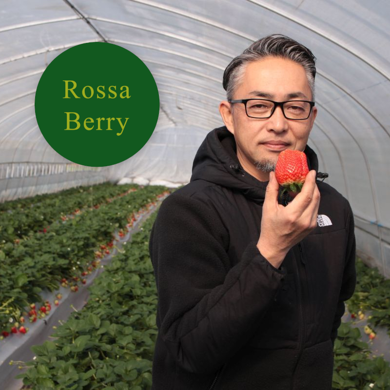 Tochi-Aika Strawberry by Rossa Berry Farm