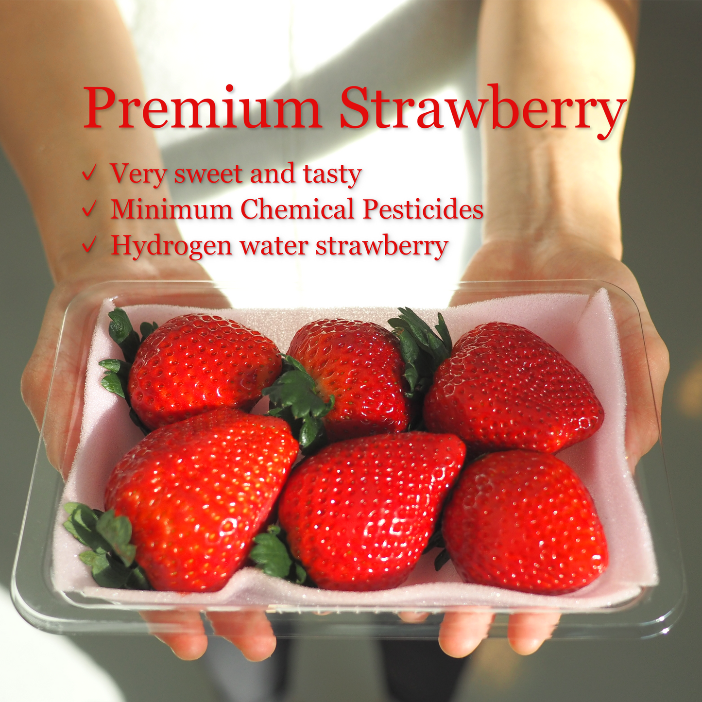 TOCHI OTOME STRAWBERRY from JAPAN HIGH QUALITY